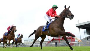 <p>No Stopping Her Looks the business in the Premier Nursery. Picture: Healy Racing </p>