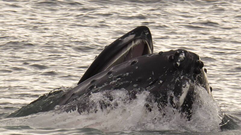 Study to provide glimpse into secret world of whales and dolphins off south coast Study to provide glimpse into secret world of whales and dolphins off south coast
