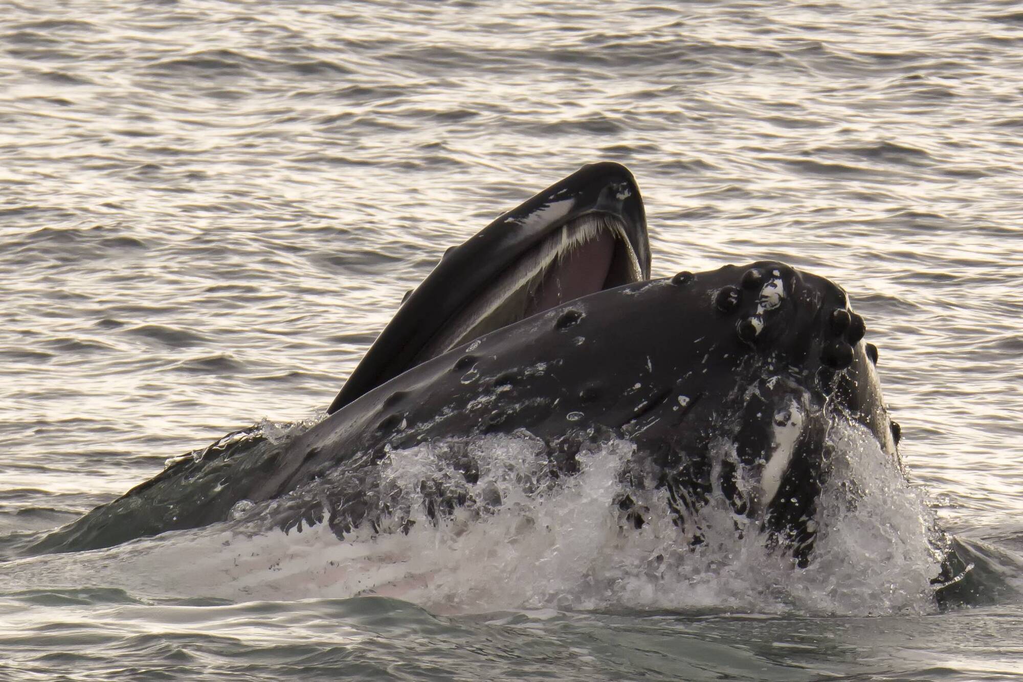 Study to provide glimpse into secret world of whales and dolphins off south coast