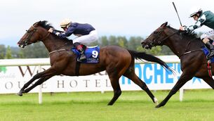 <p>Call Me Rocky (left) ran well at Galway on his handicap debut  and looks sure to improve further. Picture: Healy Racing </p>