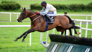 <p>Whirling Dervish is fancied to land competitive handicap hurdle at Listowel this afternoon. Picture:  Healy Racing </p>