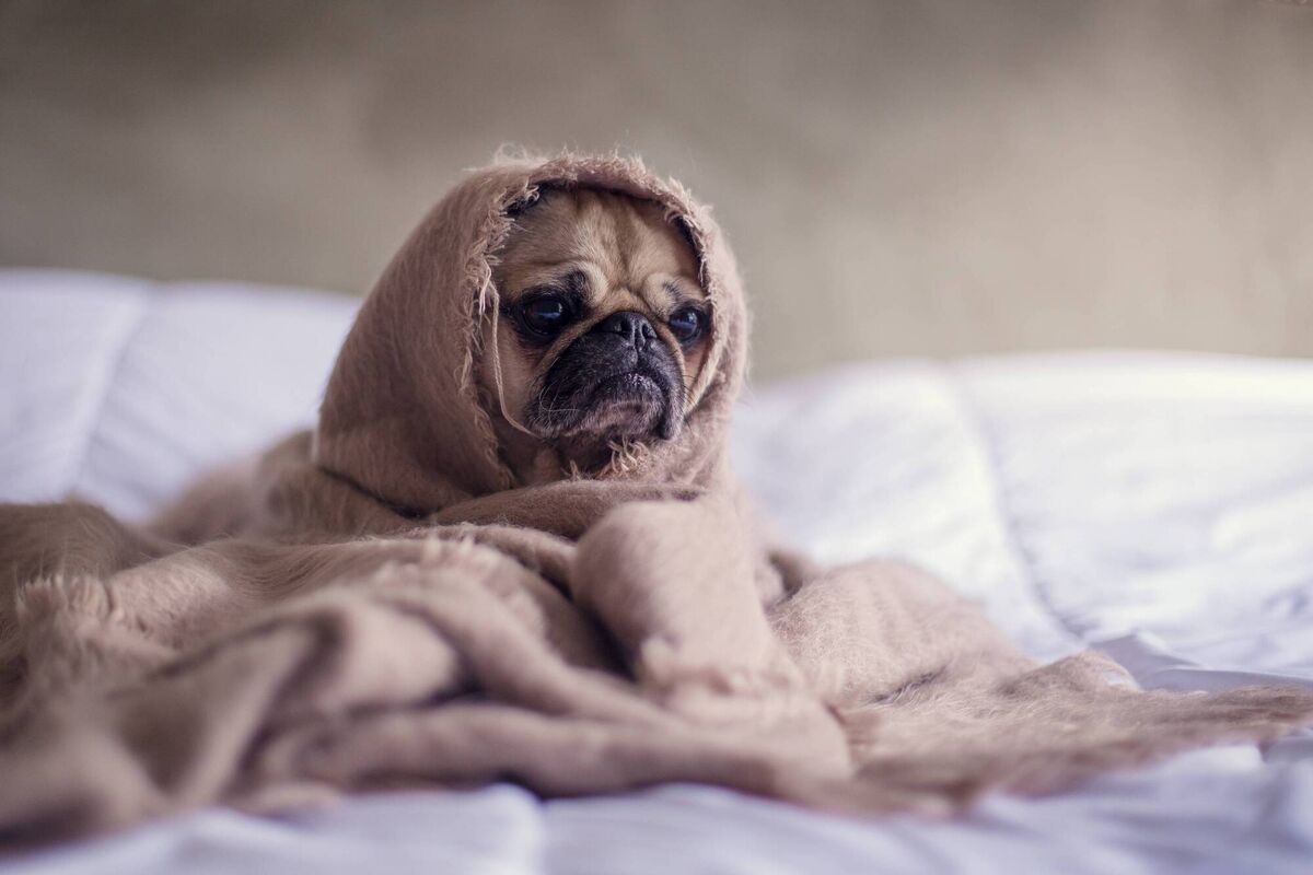 "There is evidence that French bulldogs and pugs are predisposed to sore ears and also to nasty skin fold infections that may have an allergic underlying trigger." "There is evidence that French bulldogs and pugs are predisposed to sore ears and also to nasty skin fold infections that may have an allergic underlying trigger."