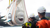 Open-water sanctuary for Beluga Whales
