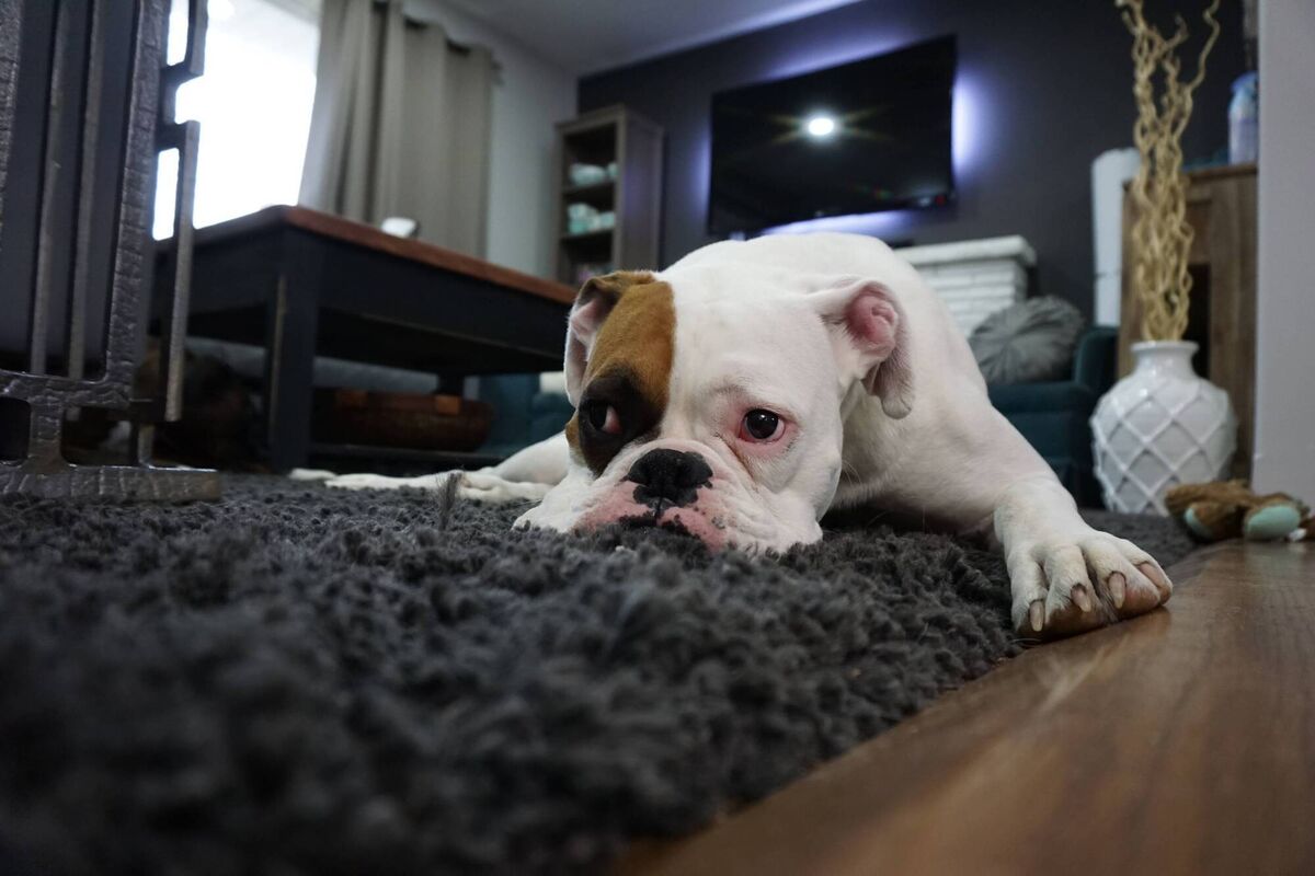 It's dog days at the best of times if you're keeping furry friends alongside a deep pile or shag carpet. Pic: Pixabay/Pexels It's dog days at the best of times if you're keeping furry friends alongside a deep pile or shag carpet. Pic: Pixabay/Pexels