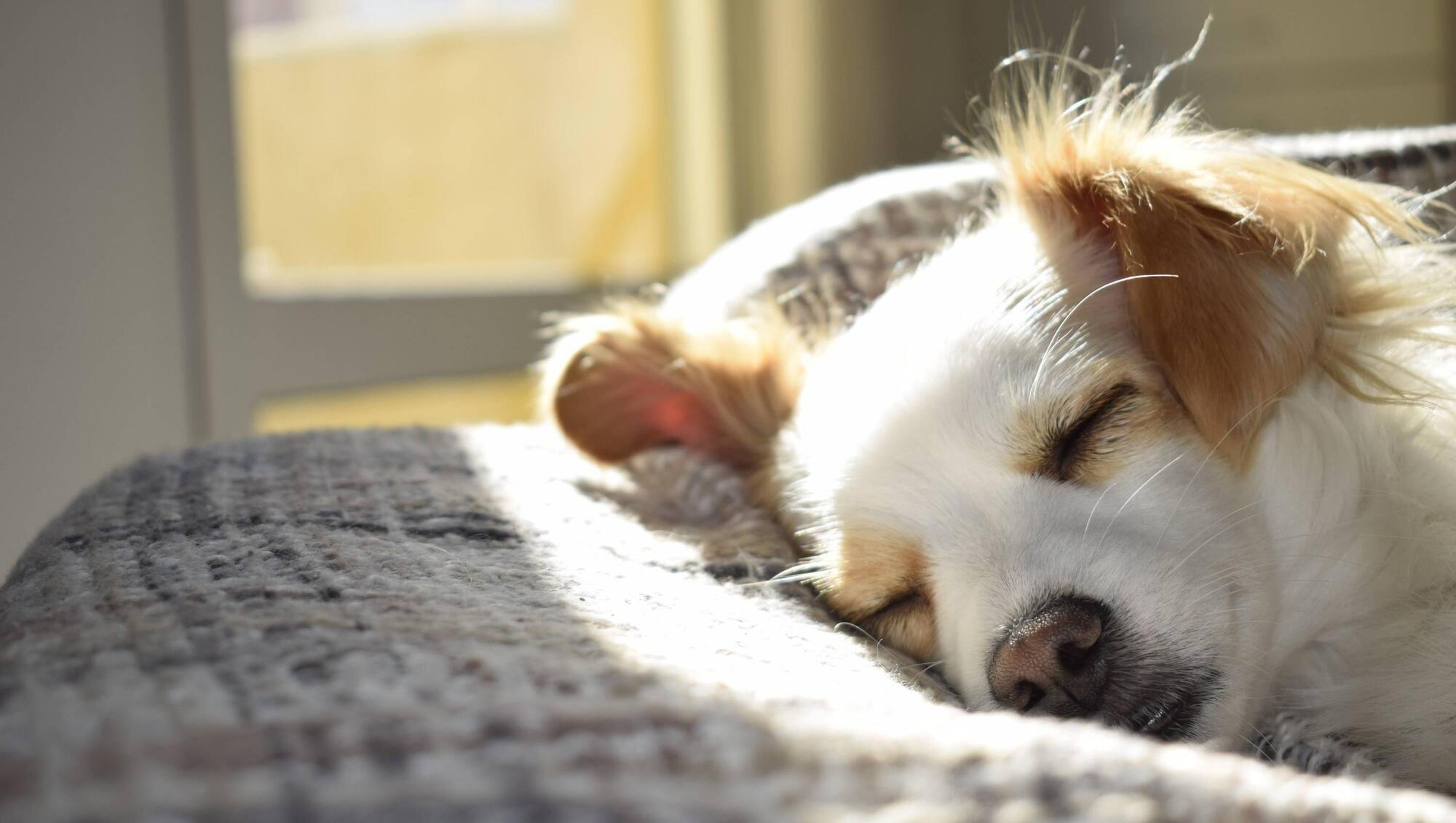 10 easy ways to get rid of pet hair in your home