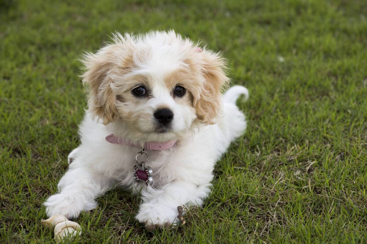 Cavachon Cavachon