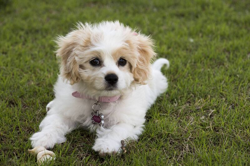 Cavachon Cavachon