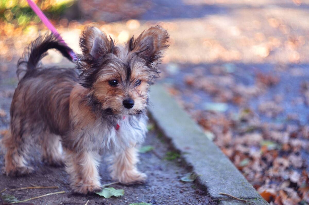 Chorkie Chorkie