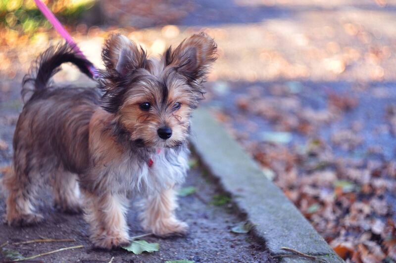 Chorkie Chorkie