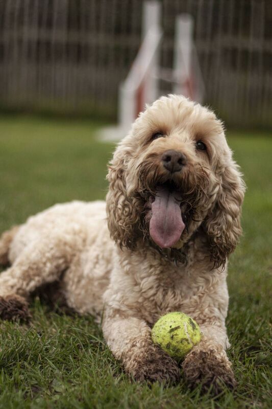 Cockapoo. Cockapoo.