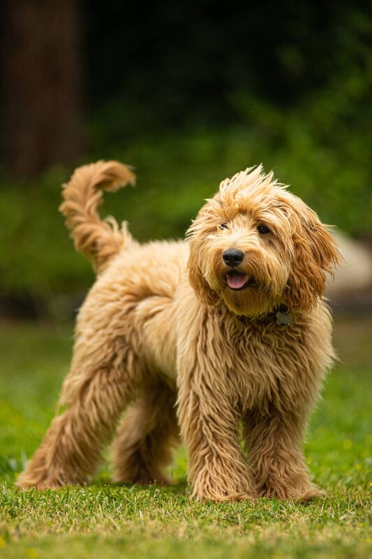 Goldendoodle Goldendoodle