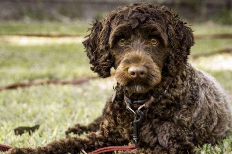 Labradoodle Labradoodle