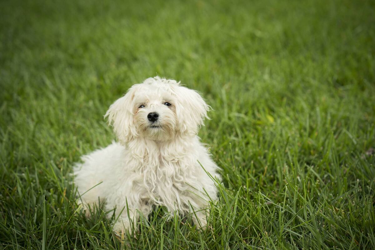 Maltipoo Maltipoo