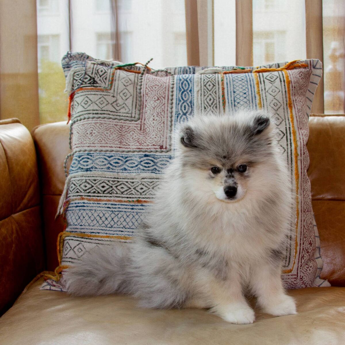 Pomsky Pomsky
