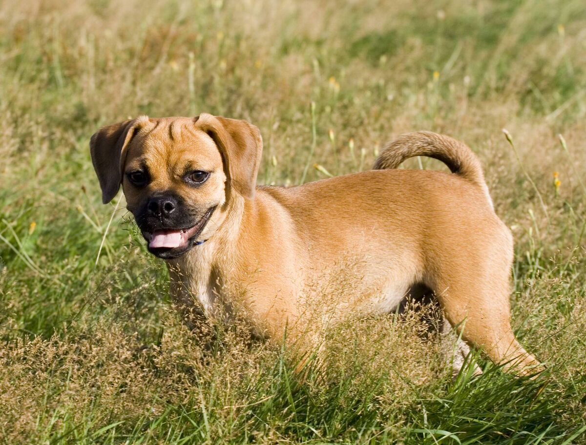 Puggle Puggle