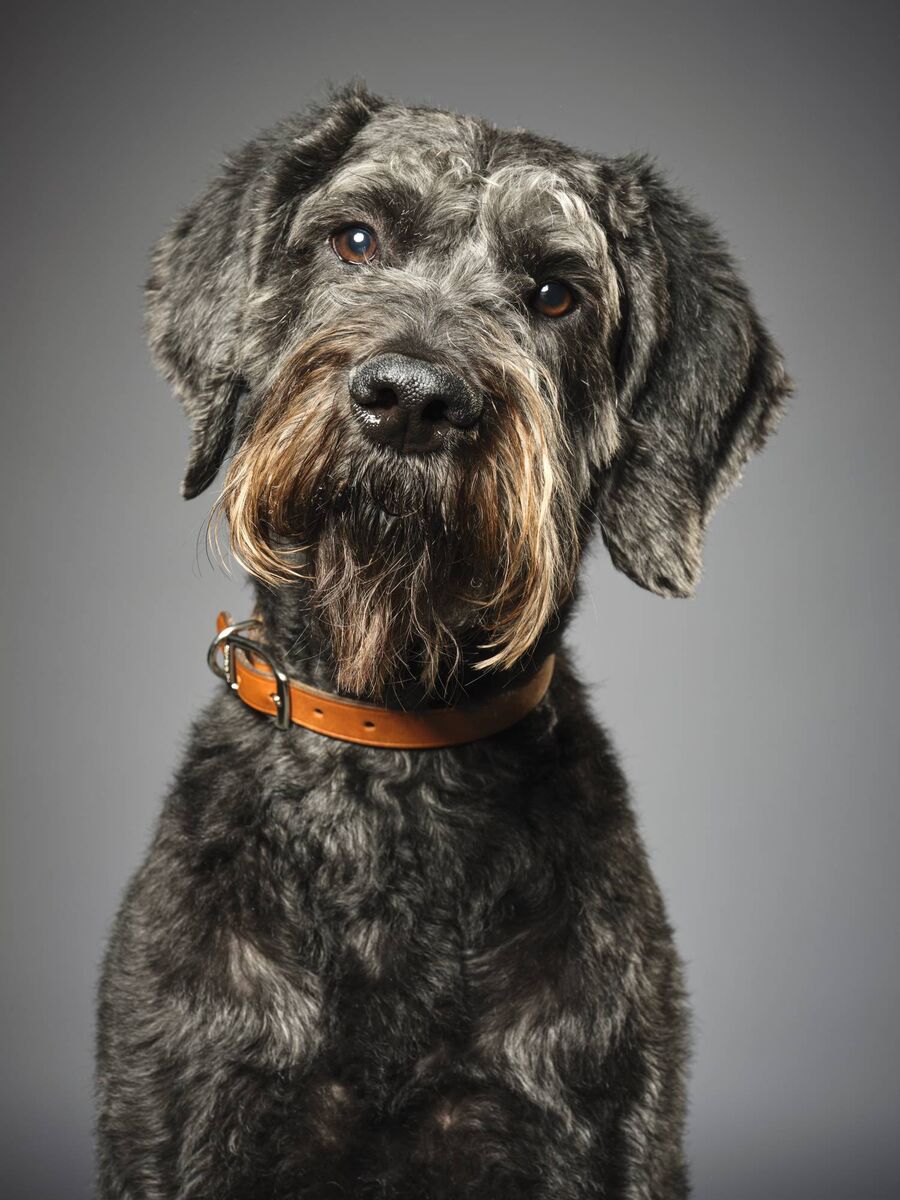 Schnoodle Schnoodle