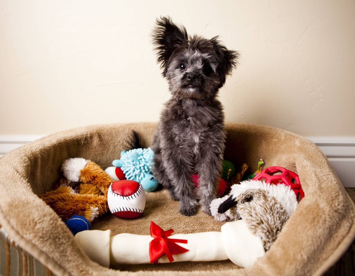 Yorkipoo Yorkipoo