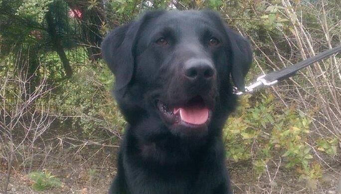 Scooby the detective dog who took part in the operation. Picture: Revenue Scooby the detective dog who took part in the operation. Picture: Revenue