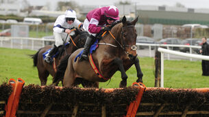 <p>Royal Thief  looks the part in the Beginners' Chase at Kilbeggan. Picture: Healy Racing </p>