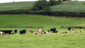 ICMSA says exports provided by the agri-food sector will be required if rural areas are to participate in the post-Covid recovery. File Photo. 