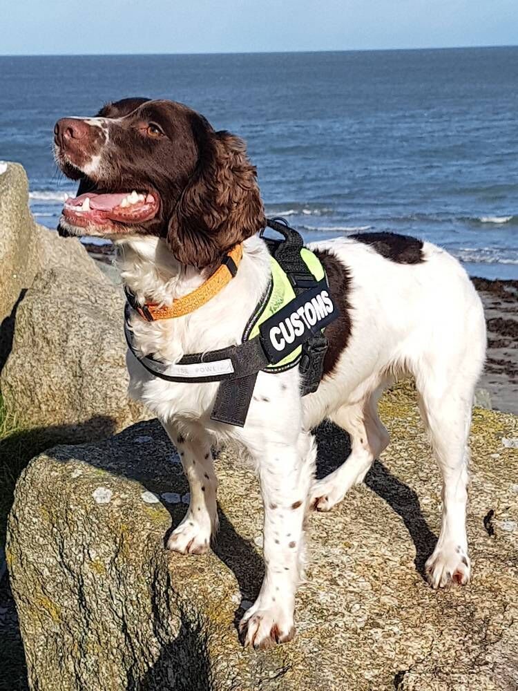 The seize was made with the assistance of detector dog Flynn. Picture: Revenue 