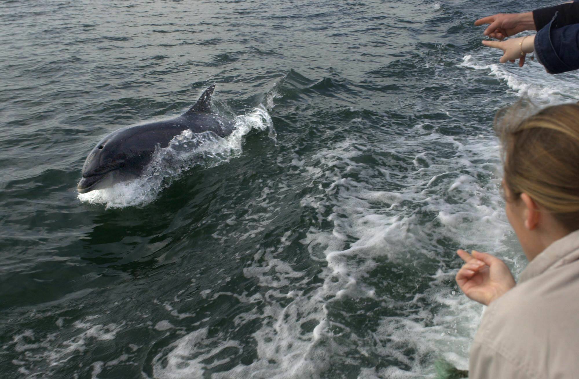 Fungie is alive - Dingle Sea Safari says famous dolphin has been spotted  