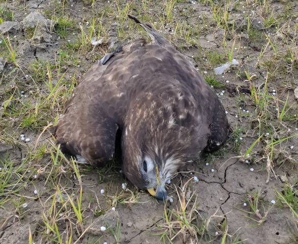 The poisoning of 23 buzzards in West Cork last year was the single largest incident in Ireland in decades.