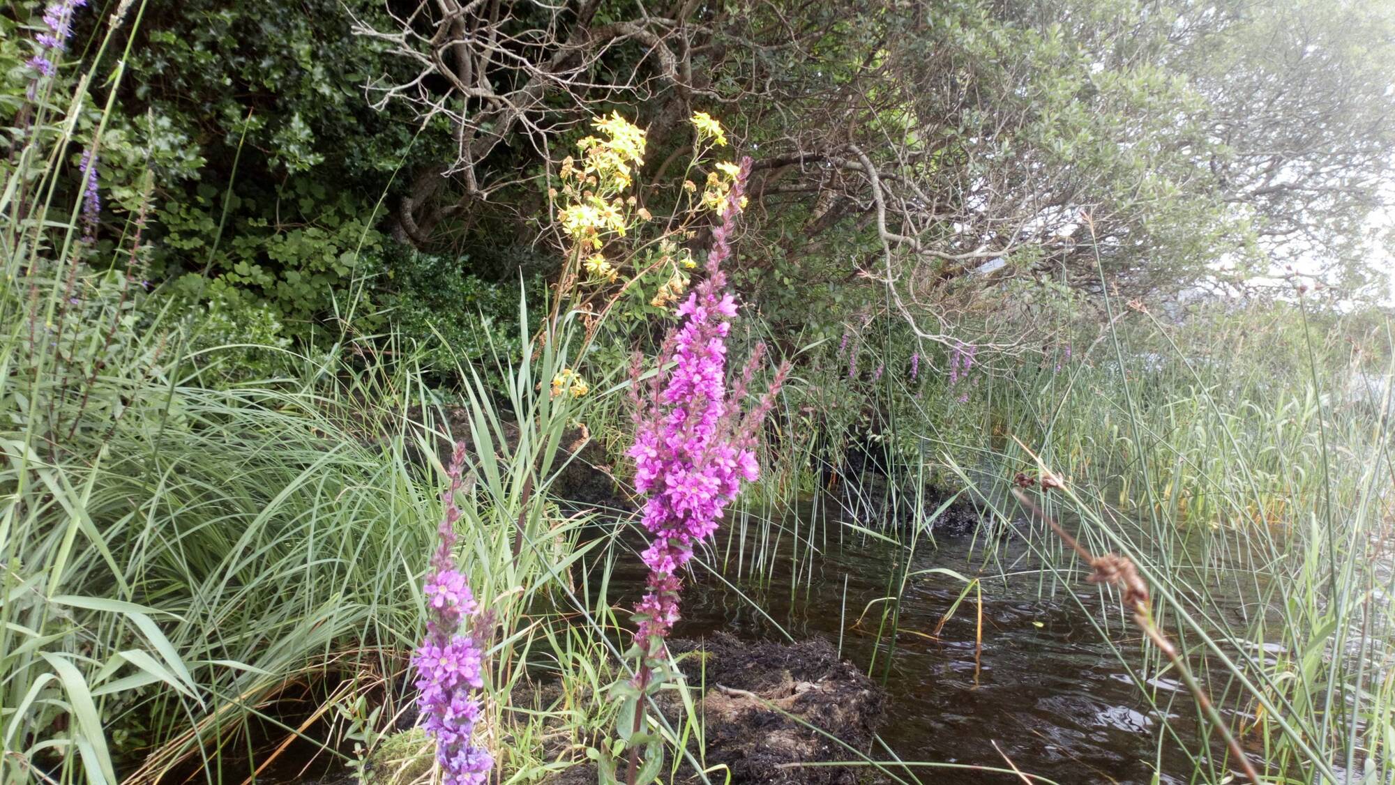 Islands of Ireland: Crying wolf on Lough Gill