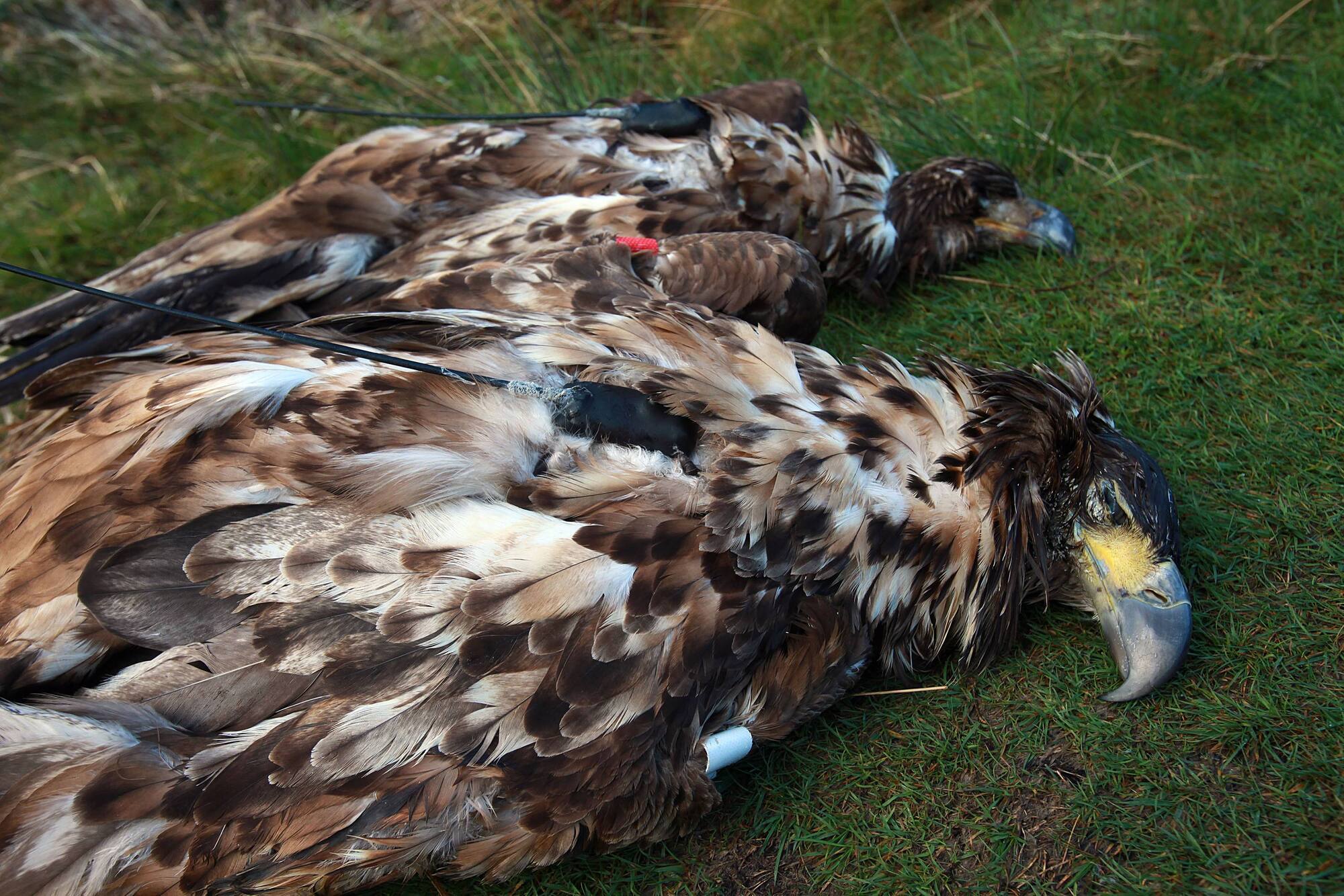 Wildlife crime unit being examined as record number of protected birds of prey killed last year