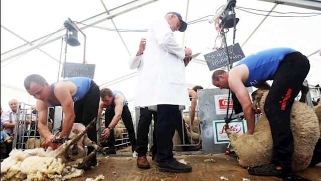 Ice-cream stalls and 13-year-old sheep shearing commentator star on day two of the Ploughing