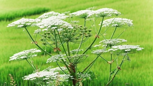 Councillors want developers to do more on habitat loss
