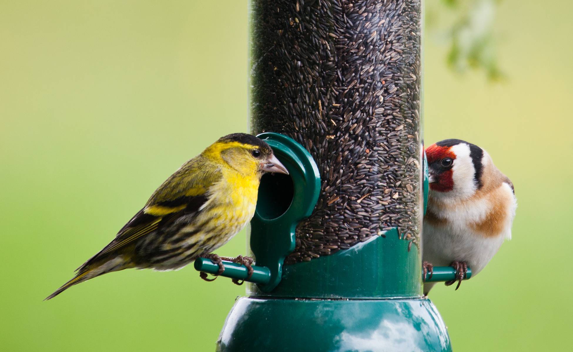 The best ways to feed the birds in your garden this winter