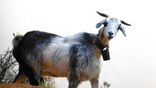 <p>The goats are of every colour on La Gomera, Canary Islands and, as the herds come home for milking, their bells sound like the carillions of a dozen churches. </p>