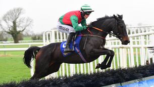 <p>Sweet Sting - on a roll after  winning two handicaps at Tipperary. Picture: Healy Racing</p>