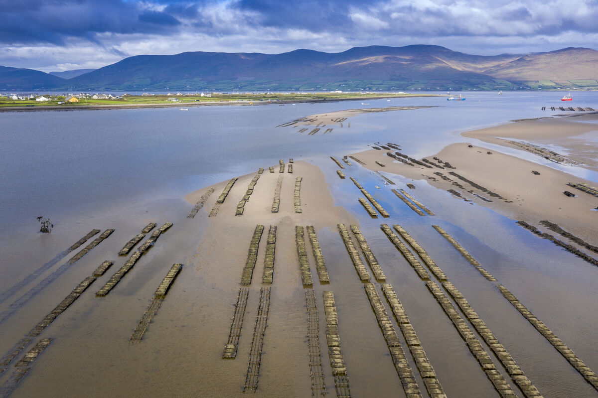The combination of the Wild Atlantic Ocean and the fresh water from the surrounding rivers at Cromane give the shellfish its unique taste. Picture: Dominick Walsh The combination of the Wild Atlantic Ocean and the fresh water from the surrounding rivers at Cromane give the shellfish its unique taste. Picture: Dominick Walsh