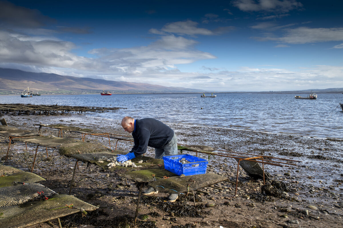 Using traditional methods of harvesting by hand Kerry Premium Oysters ensure top quality produce with a tradition of oyster farming spanning 25 years. Picture: Dominick Walsh Using traditional methods of harvesting by hand Kerry Premium Oysters ensure top quality produce with a tradition of oyster farming spanning 25 years. Picture: Dominick Walsh