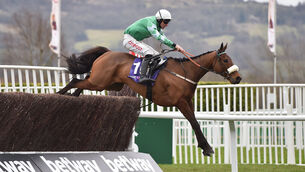 <p>Presenting Percy remains a potential Gold Cup horse and can make a winning start to his season at Down Royal. Picture: Sportsfile</p>