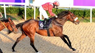 <p>Chagall should go close in the second division of the DundalkStadium.com Handicap. 	Picture: Healy Racing</p>