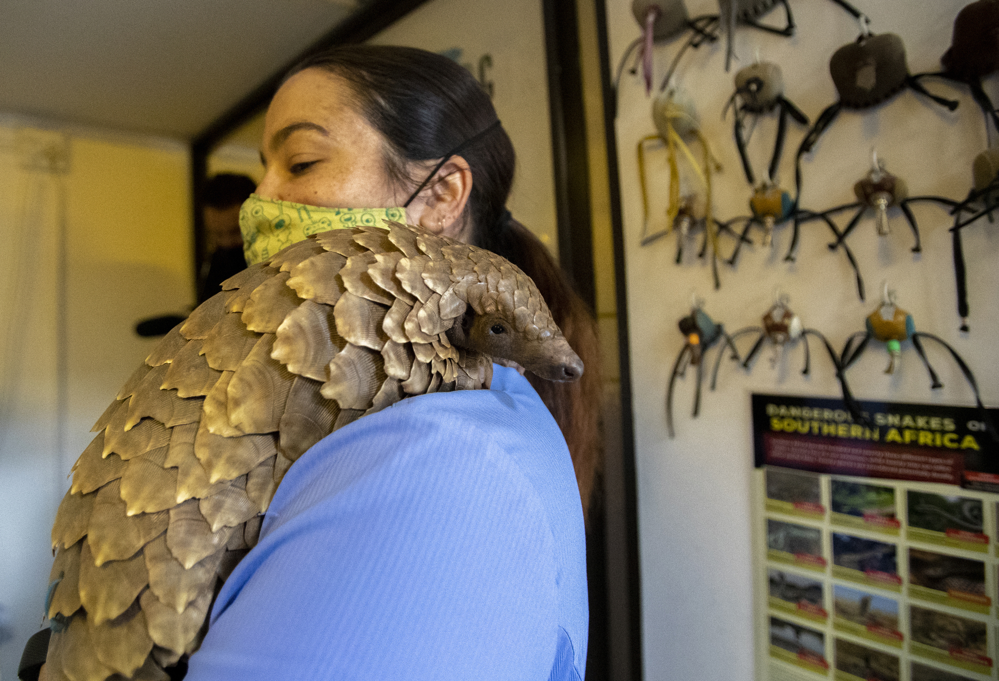 Pangolin patrol: Volunteer team rescues endangered animals