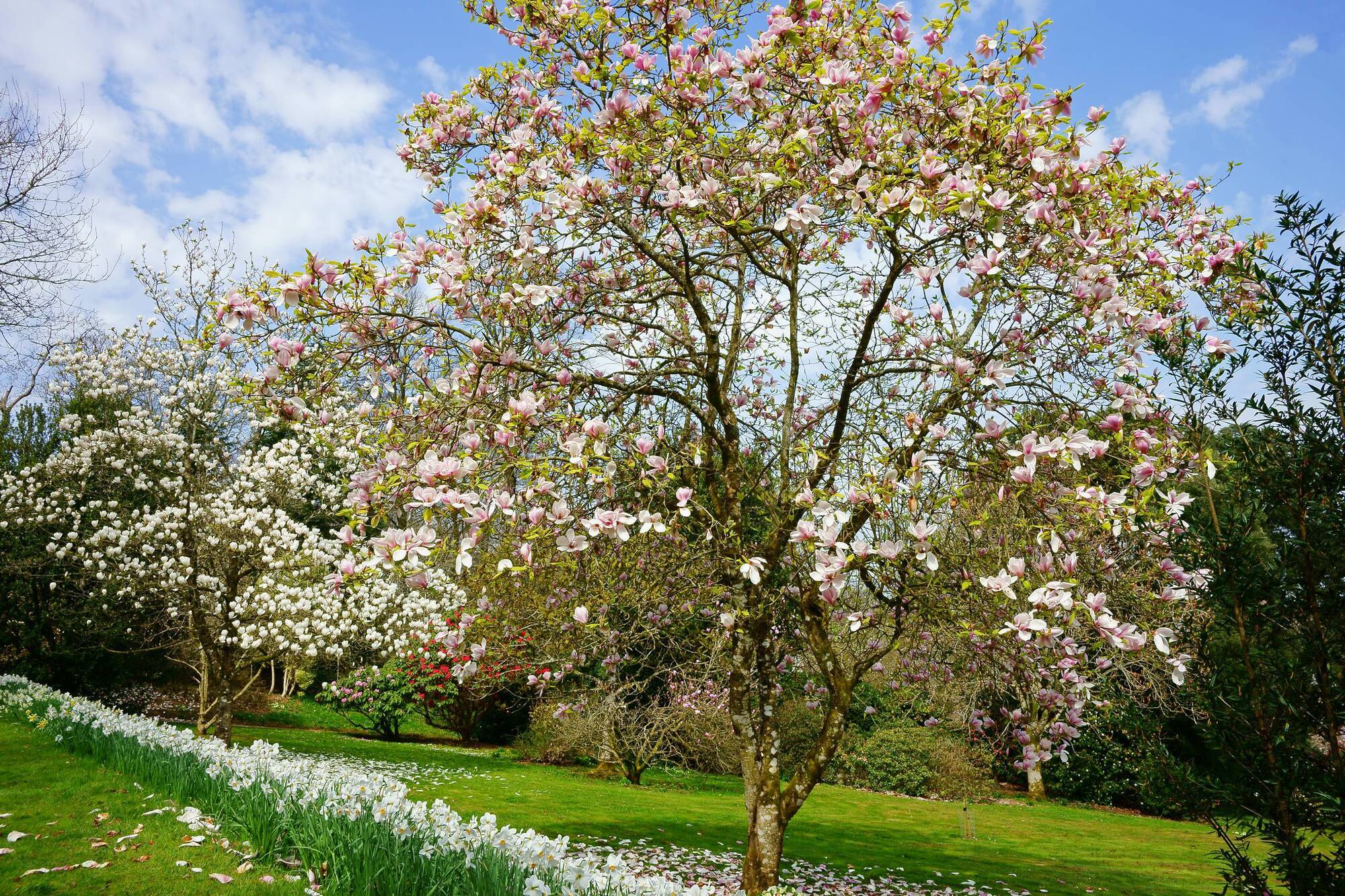 My magnolia tree has never flowered. Can you tell me why?