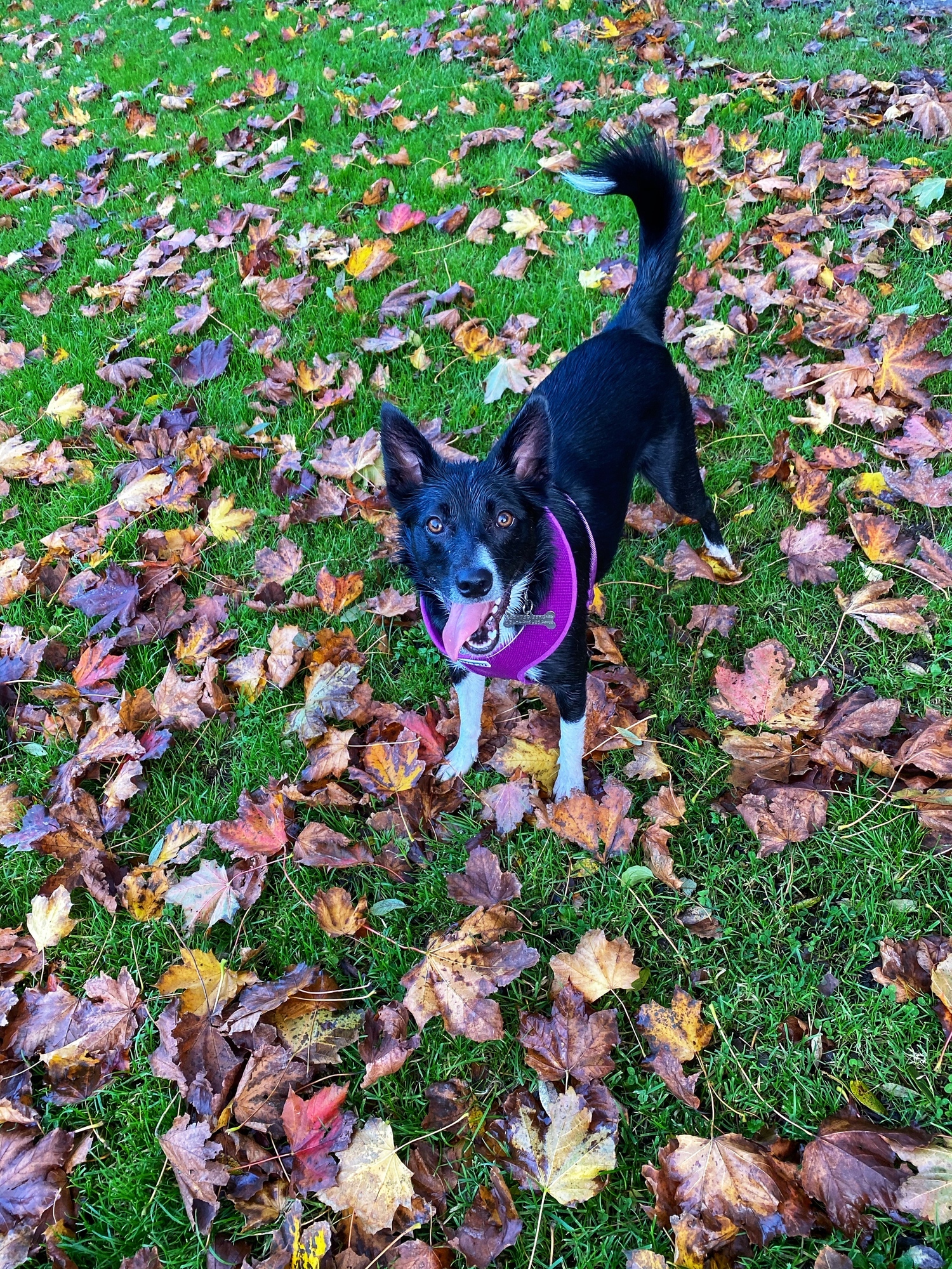 Five places to walk your dog in Cork city