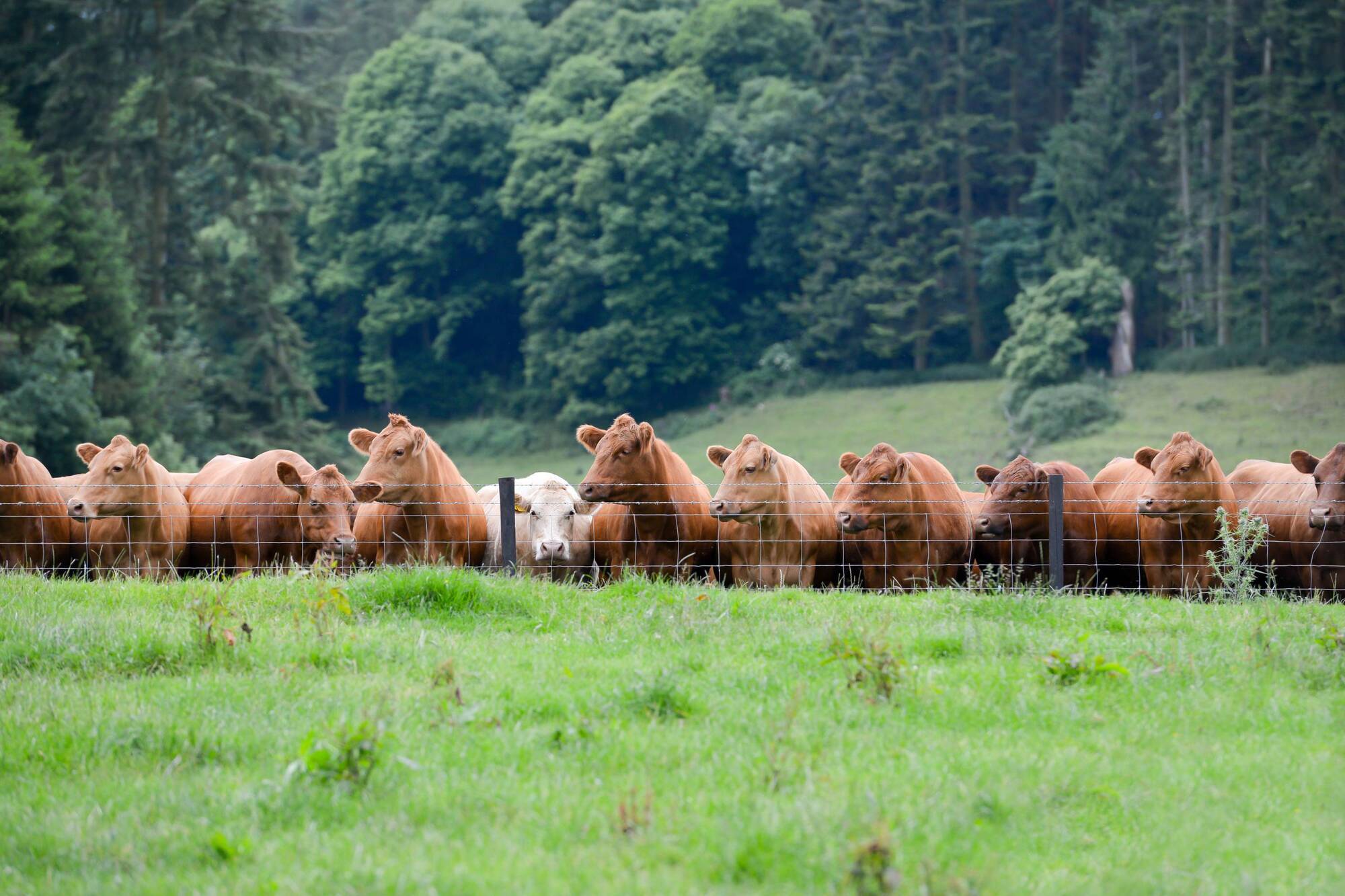 New probiotic cuts cow methane as much as 78% in lab tests