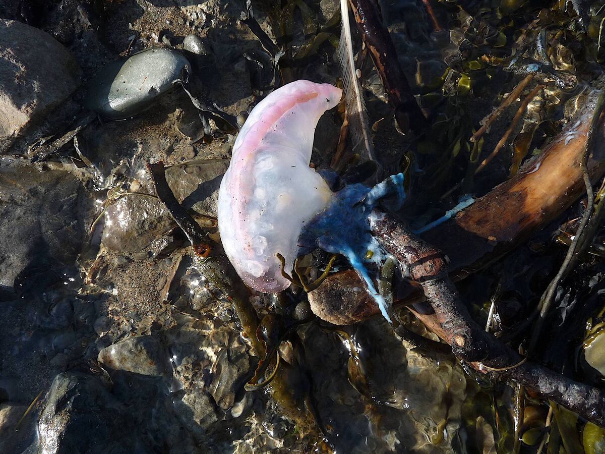An armada of Portuguese Man of War jellyfish came ashore on West Cork beaches after Hurricane Aidan. The sting from their blue 'tentacles' is excruciating. Dog walkers, keep your pets away! 