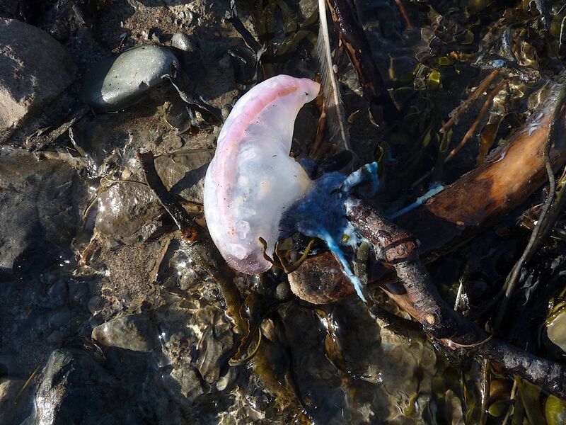 An armada of Portuguese Man of War jellyfish came ashore on West Cork beaches after Hurricane Aidan. The sting from their blue 'tentacles' is excruciating. Dog walkers, keep your pets away! 