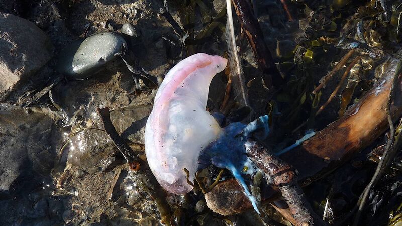 When cute-looking jellyfish mushroom into a big problem