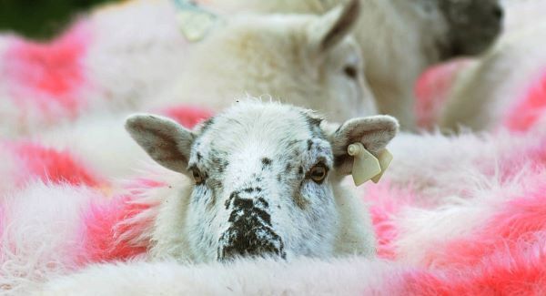 Pregnant sheep survives snow burial
