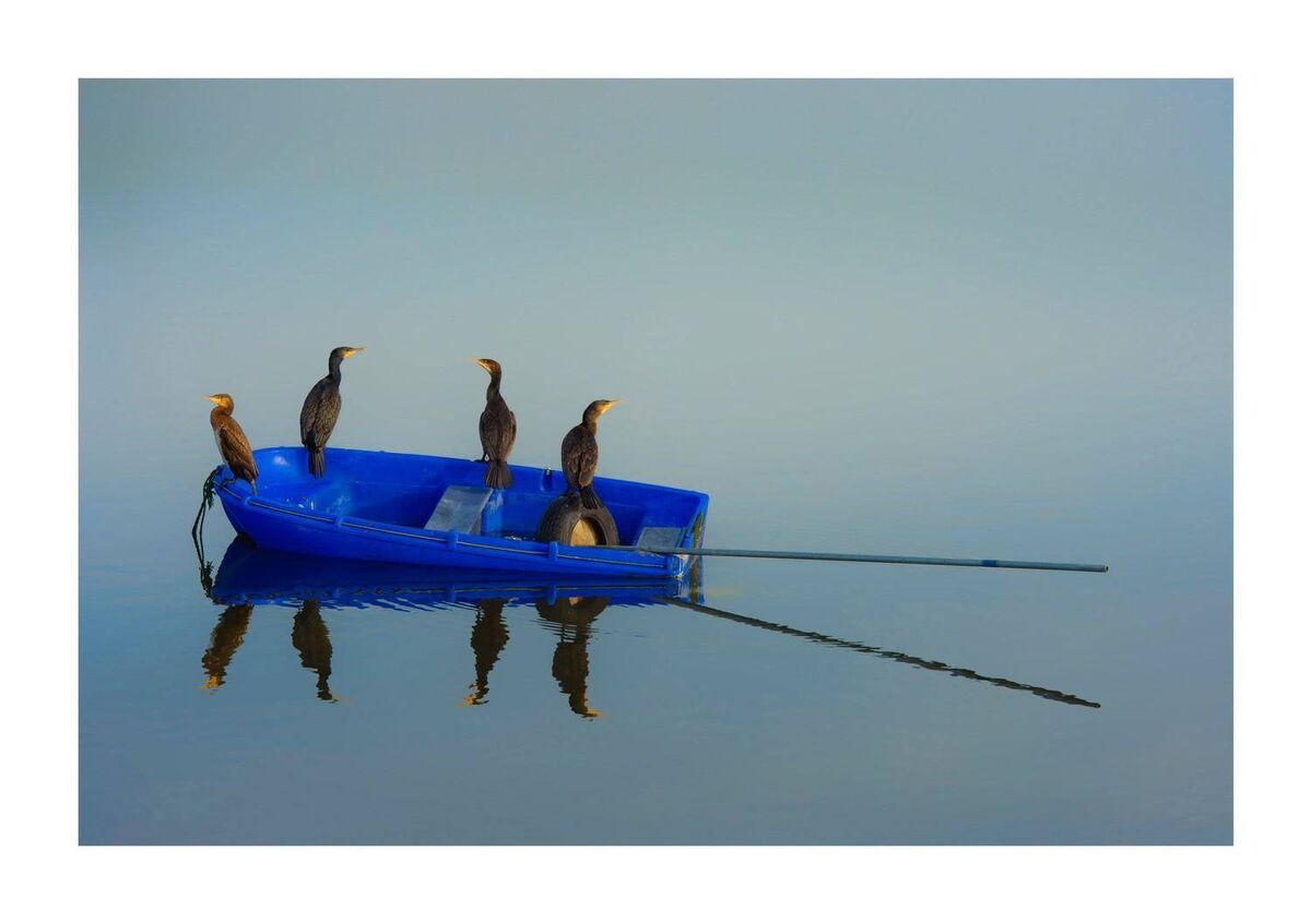 Cormorants warm up in early morning sun on The Lagoon, Rosscarbery, Co. Cork. Pic: Michael McSweeney/Provision