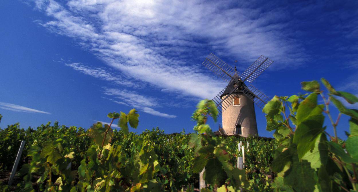 Wine with Leslie: Beaujolais release day coming up