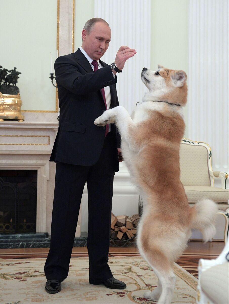 Russian President Vladimir Putin plays with his Akita-inu dog Yume in 2016. Picture: Alexei Druzhinin/ Sputnik, Kremlin Pool Photo via AP