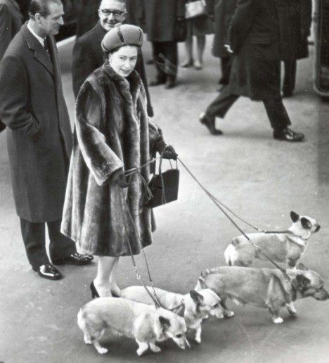 Queen Elizabeth II walking with some of her corgis.